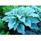 Хоста  'Куин оф зэ Сиз' /           Hosta  hybride  'Queen of the Seas'